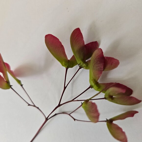 30 Red Japanese Maple Tree Seeds - Acer Palmatum - Picture 9 of 16